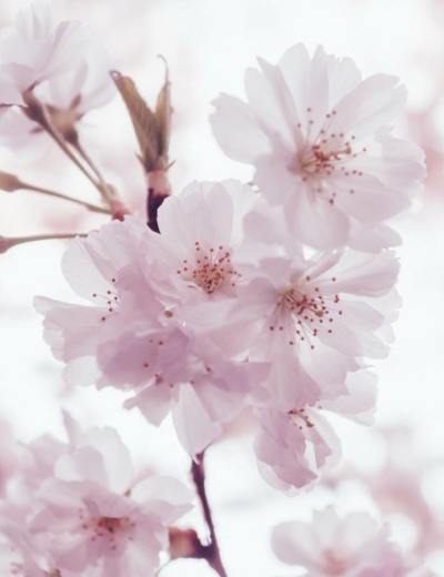 Cherry Blossom Season