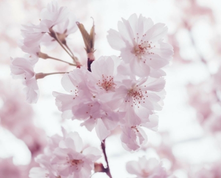 Cherry Blossom Season