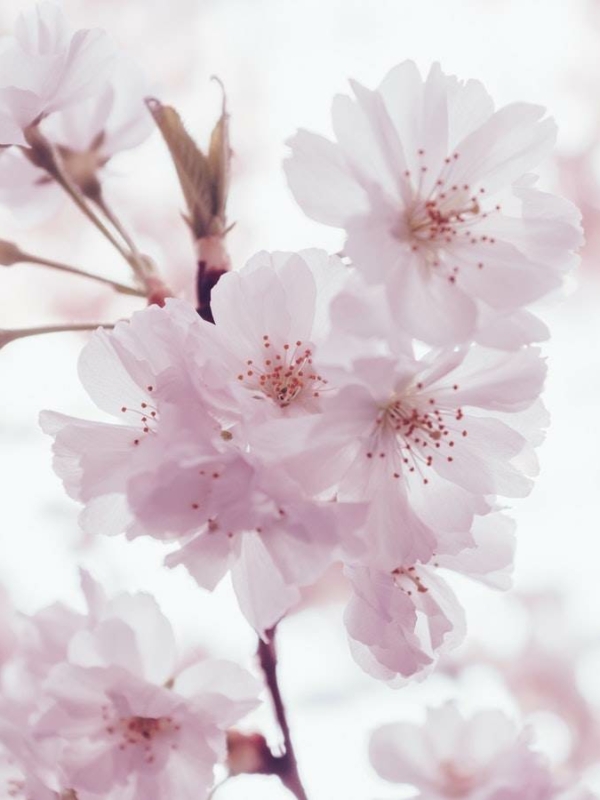 Cherry Blossom Season