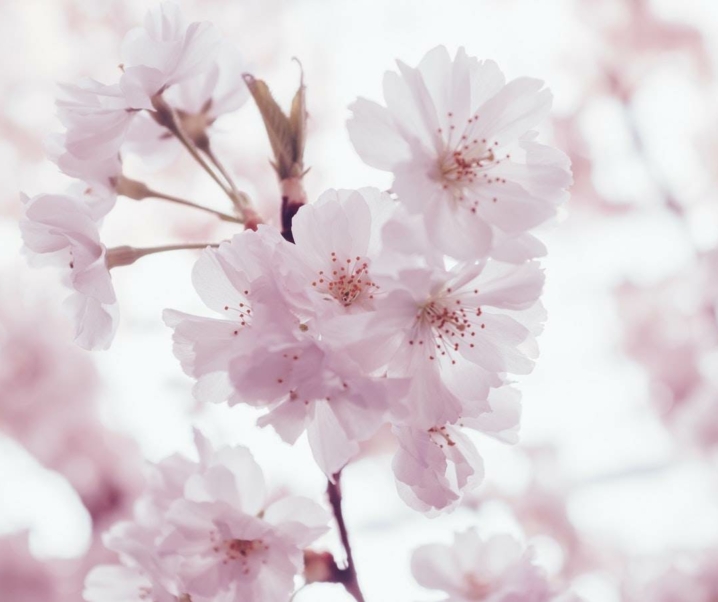 Cherry Blossom Season